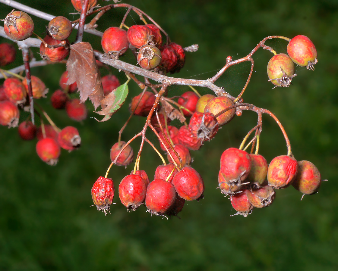 Изображение особи род Crataegus.