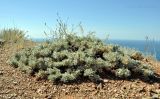 Astragalus arnacantha