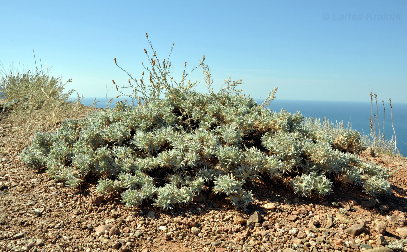 Изображение особи Astragalus arnacantha.