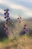 Delphinium albomarginatum. Верхушка цветущего растения. Южный Казахстан, горы Алатау (Даубаба), Восточное ущелье, правый склон. 30.06.2014.