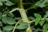 Astragalus macrocarpus
