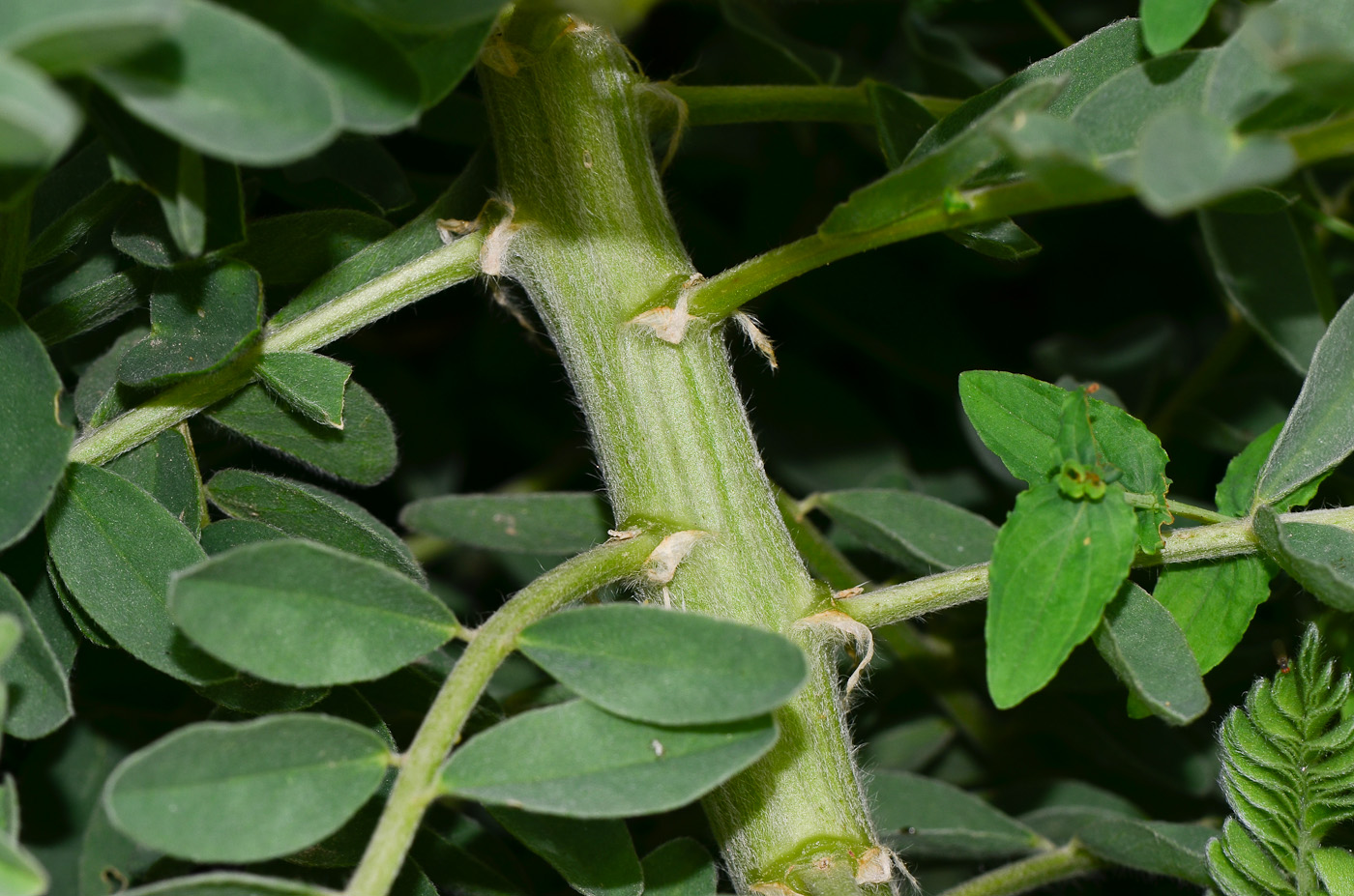 Image of Astragalus macrocarpus specimen.