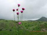 Dianthus calocephalus