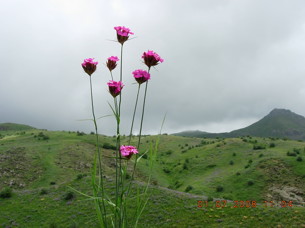 Image of Dianthus calocephalus specimen.