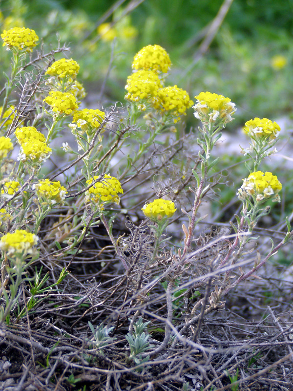 Image of Alyssum lenense specimen.