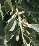 Elaeagnus oxycarpa