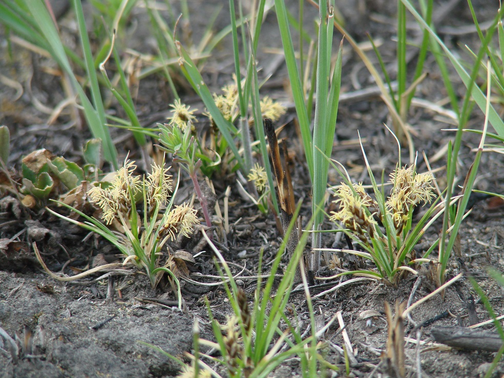 Изображение особи Carex duriuscula.