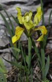 Iris humilis. Цветущее растение. Приморский край, Партизанский р-н, подножье горы Сенькина Шапка, известняковый каменистый склон. 07.05.2015.