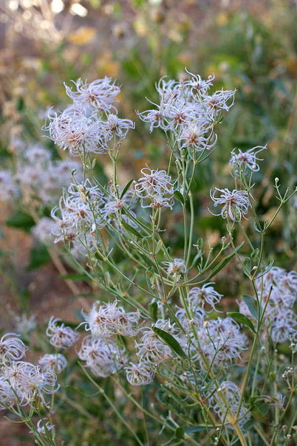 Image of Clematis songorica specimen.