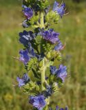 Image of taxon representative. Author is Тамара Риб