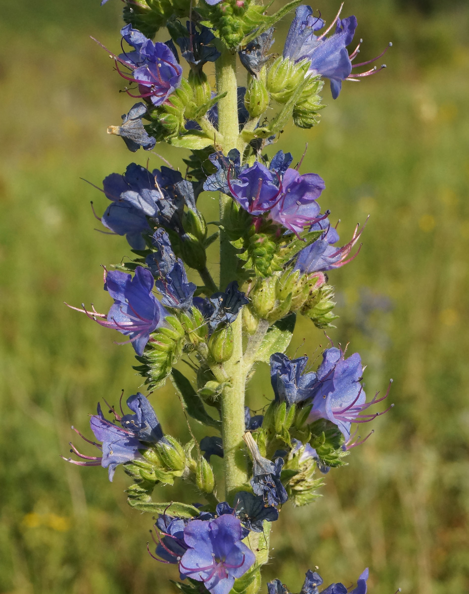 Изображение особи Echium vulgare.