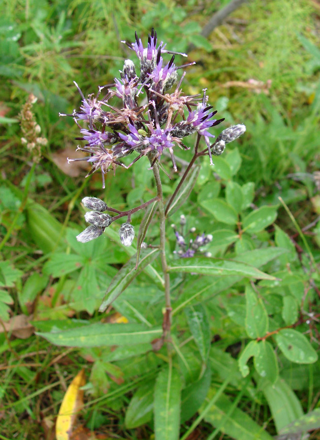 Image of Saussurea pseudoangustifolia specimen.