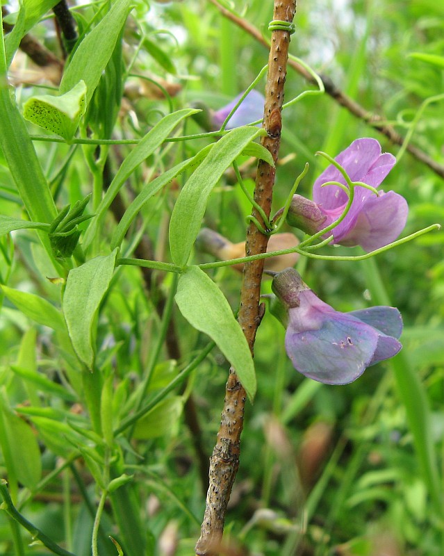 Image of Lathyrus palustris specimen.