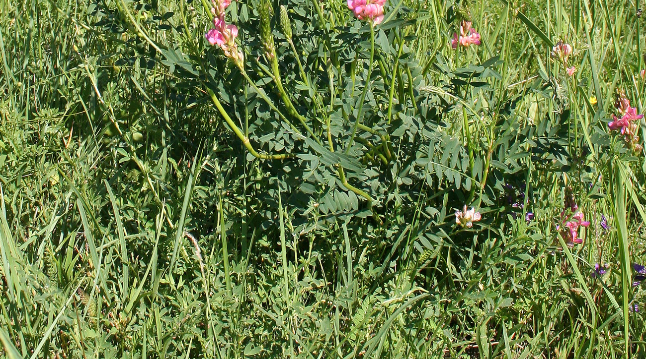 Изображение особи Onobrychis viciifolia.