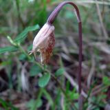 Calypso bulbosa. Верхушка отцветающего растения. Свердловская обл., окр. г. Североуральск, травяно-моховой сосняк с елью на известняках. 06.06.2008.