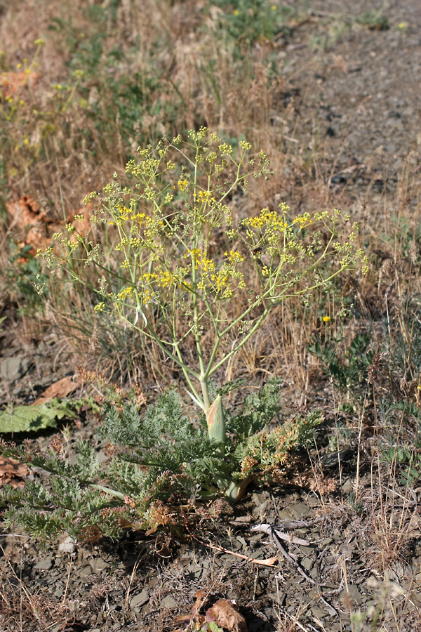 Изображение особи Ferula karataviensis.