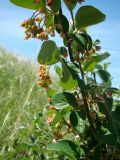 Cotoneaster melanocarpus. Ветвь с цветками и завязавшимися плодами. Ульяновская обл., Карсунский р-н, окр. с. Малая Кандарать, склон к р. Кандаратка, мергелисто-меловые выходы. 13 июня 2015 г.