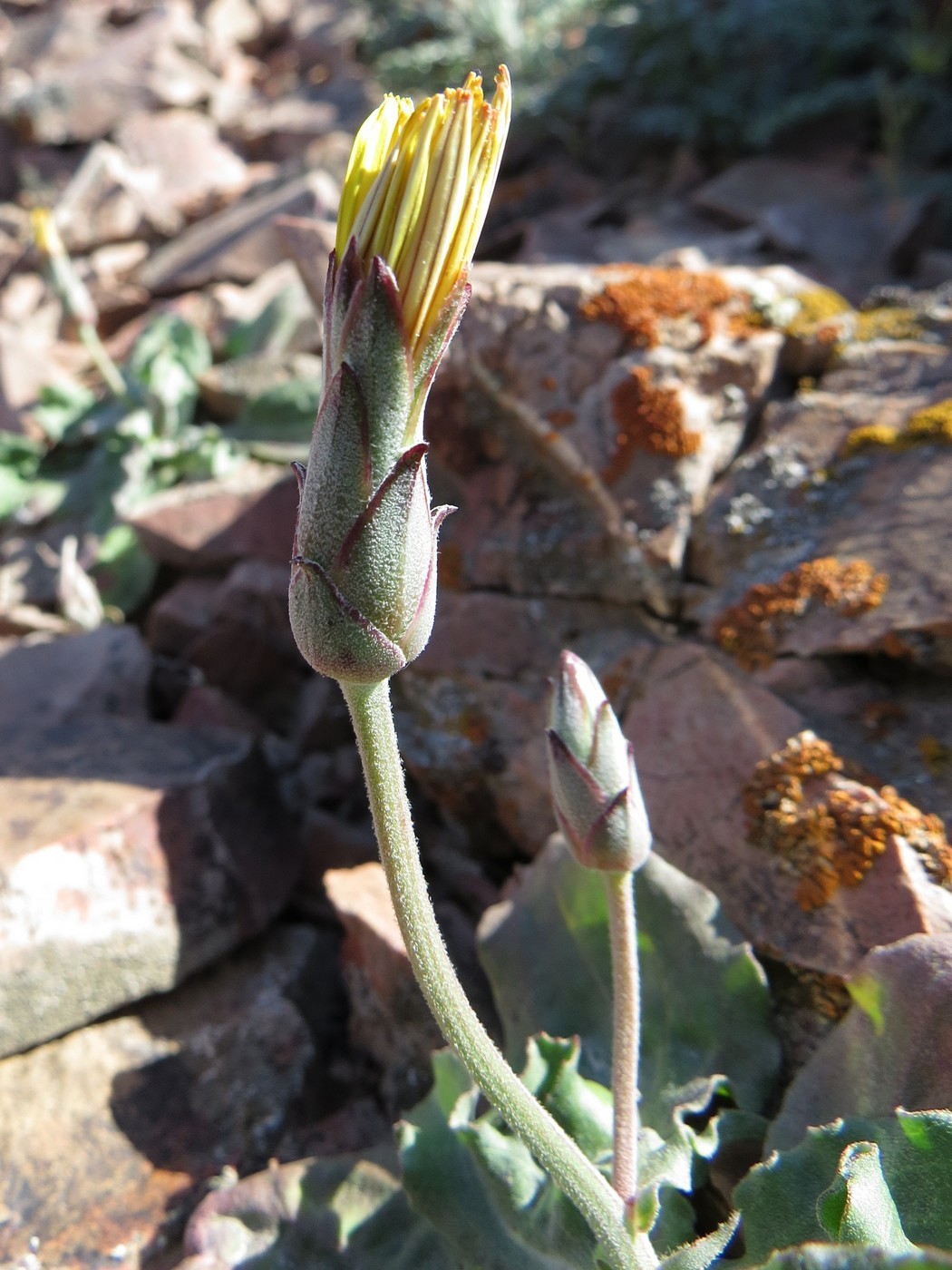 Image of Scorzonera inconspicua specimen.