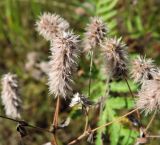 Trifolium arvense. Верхушки плодоносящих растений. Московская обл., г. Электрогорск, залежь на северном берегу Стахановского озера. 18.09.2015.