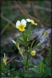 Viola tricolor subspecies alpestris. Цветущее растение. Чешская республика, Южная Моравия, национальный природный резерват Děvín-Kotel-Soutěska, 02.05.2008.