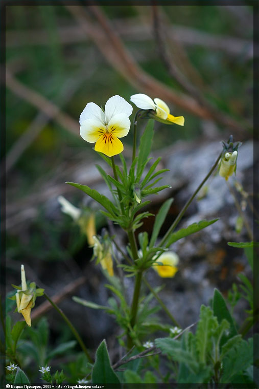 Image of Viola tricolor ssp. alpestris specimen.