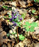 Corydalis solida