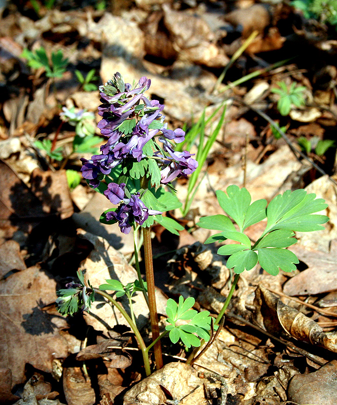 Image of Corydalis solida specimen.