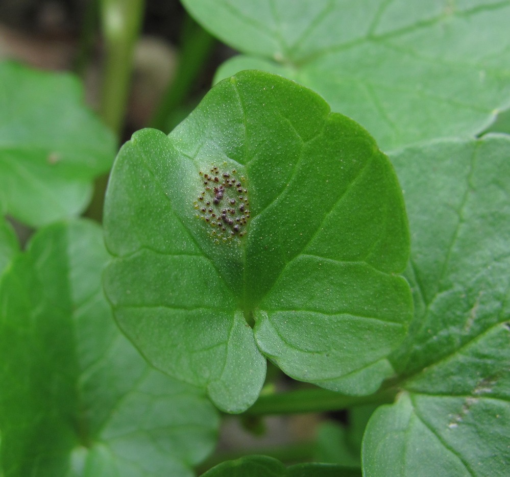 Изображение особи Ficaria calthifolia.