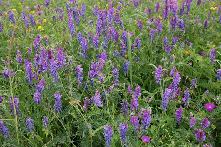 Image of genus Vicia specimen.