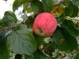Malus domestica
