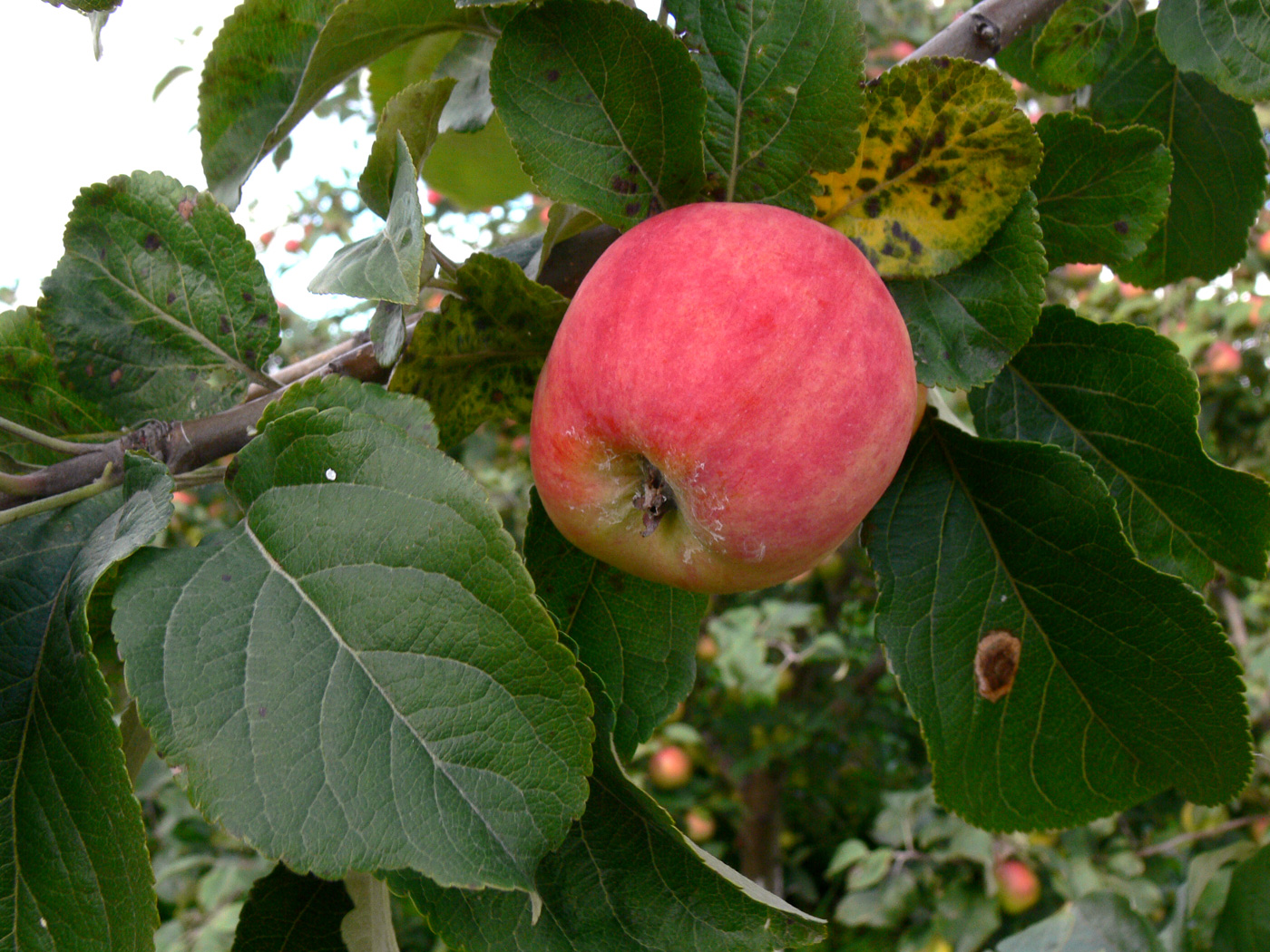 Изображение особи Malus domestica.