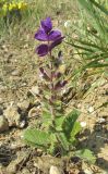 Salvia viridis