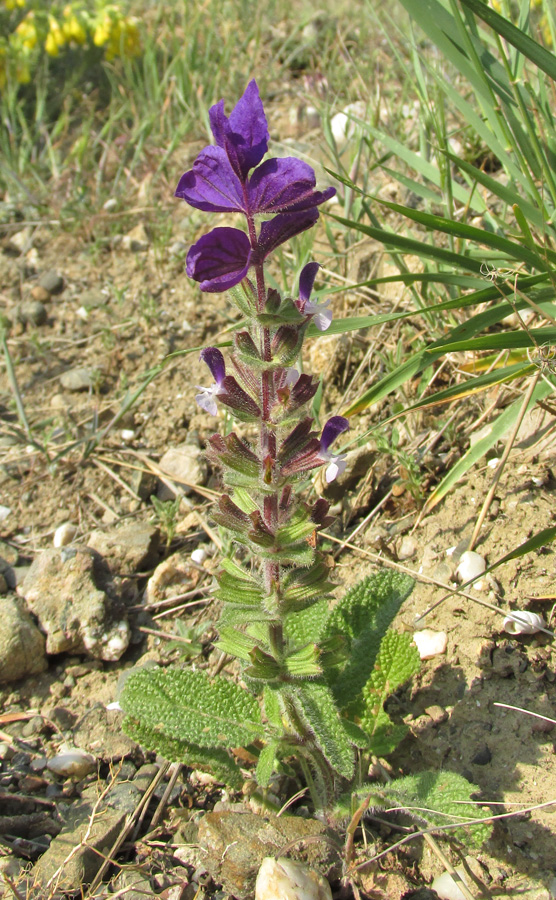 Изображение особи Salvia viridis.