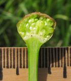 Allium decipiens