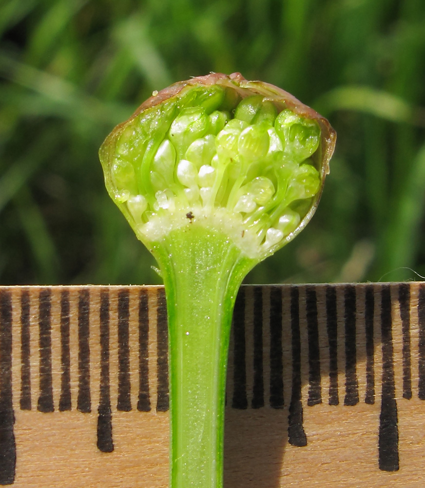 Изображение особи Allium decipiens.