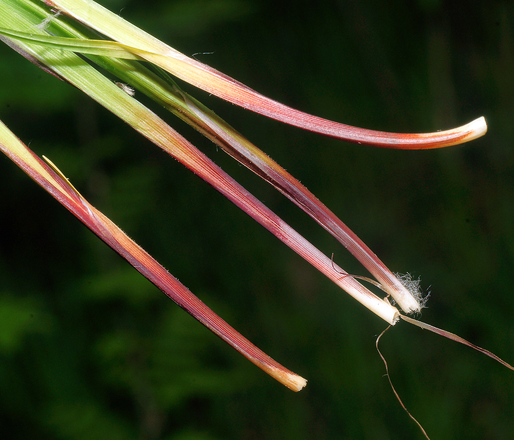 Изображение особи Carex pilosa.