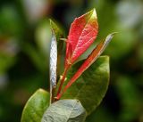 Salix starkeana. Верхушка побега с молодыми листьями. Московская обл., Раменский р-н, окр. ж.-д. платформы Хрипань, просека под ЛЭП. 08.06.2016.