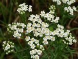 Achillea alpina