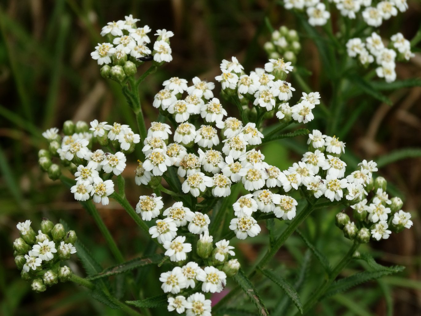 Image of Achillea alpina specimen.