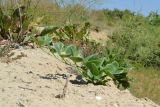 Zygophyllum fabago