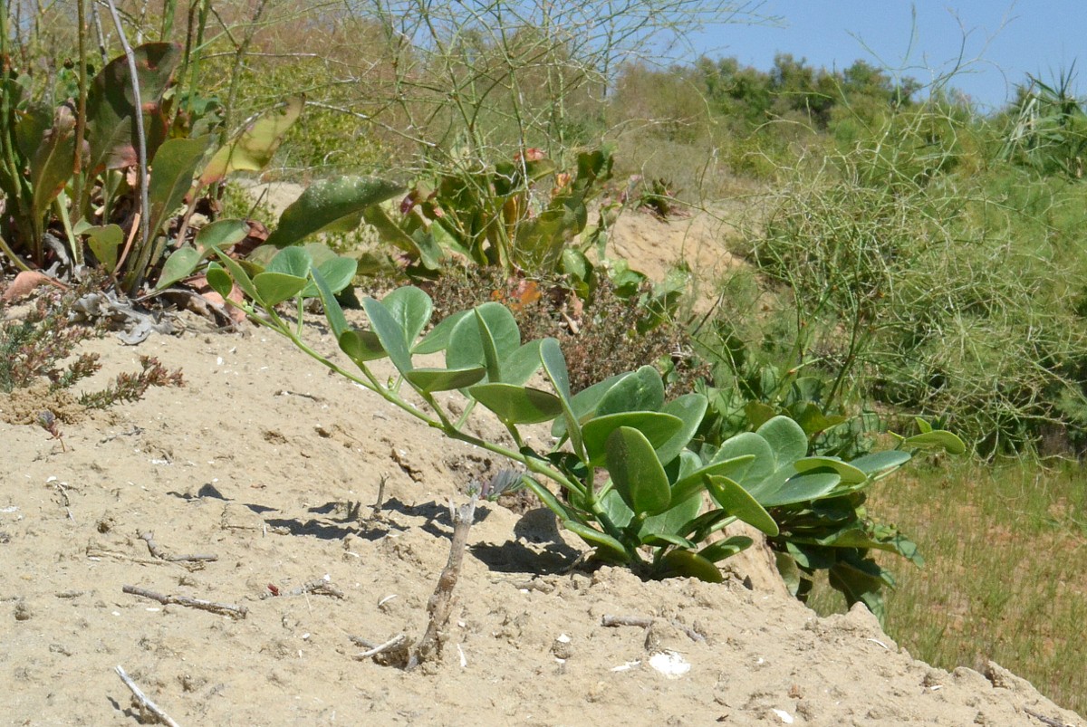 Image of Zygophyllum fabago specimen.