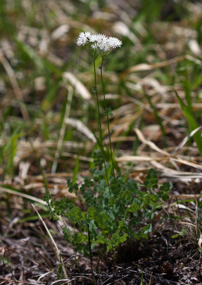 Изображение особи Thalictrum petaloideum.