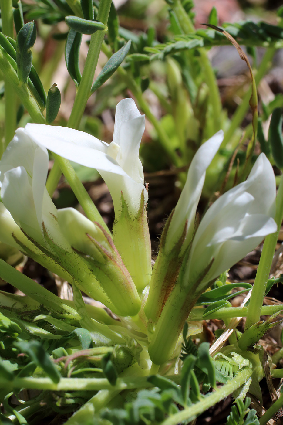 Image of Astragalus chionanthus specimen.