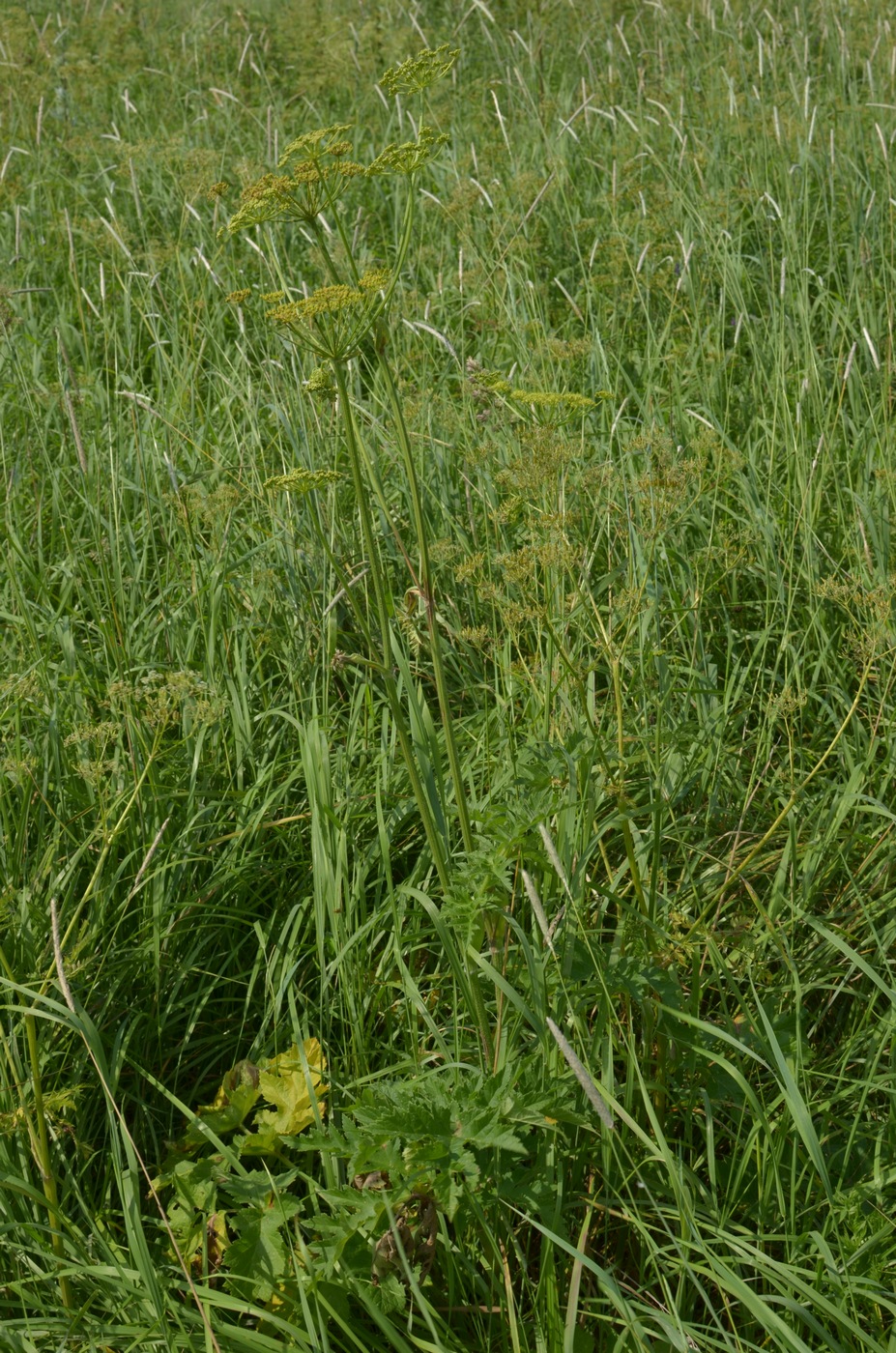 Изображение особи Heracleum sibiricum.