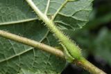 Corylus avellana var. macrotruncus