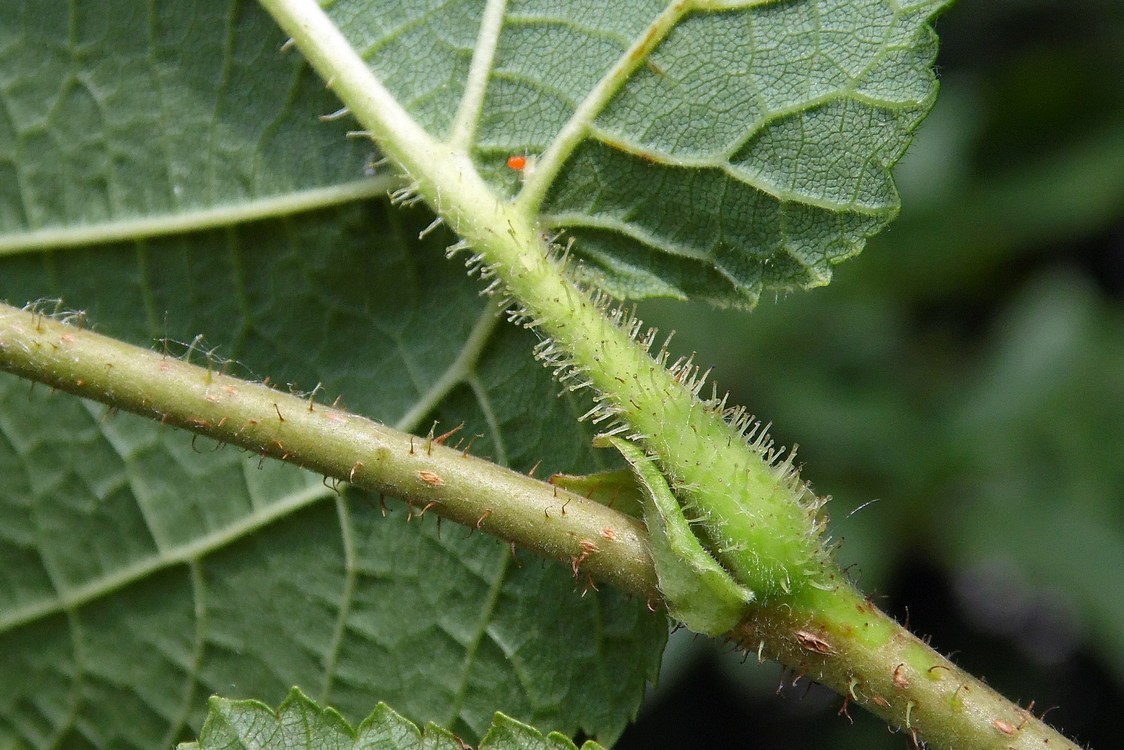 Image of Corylus avellana specimen.