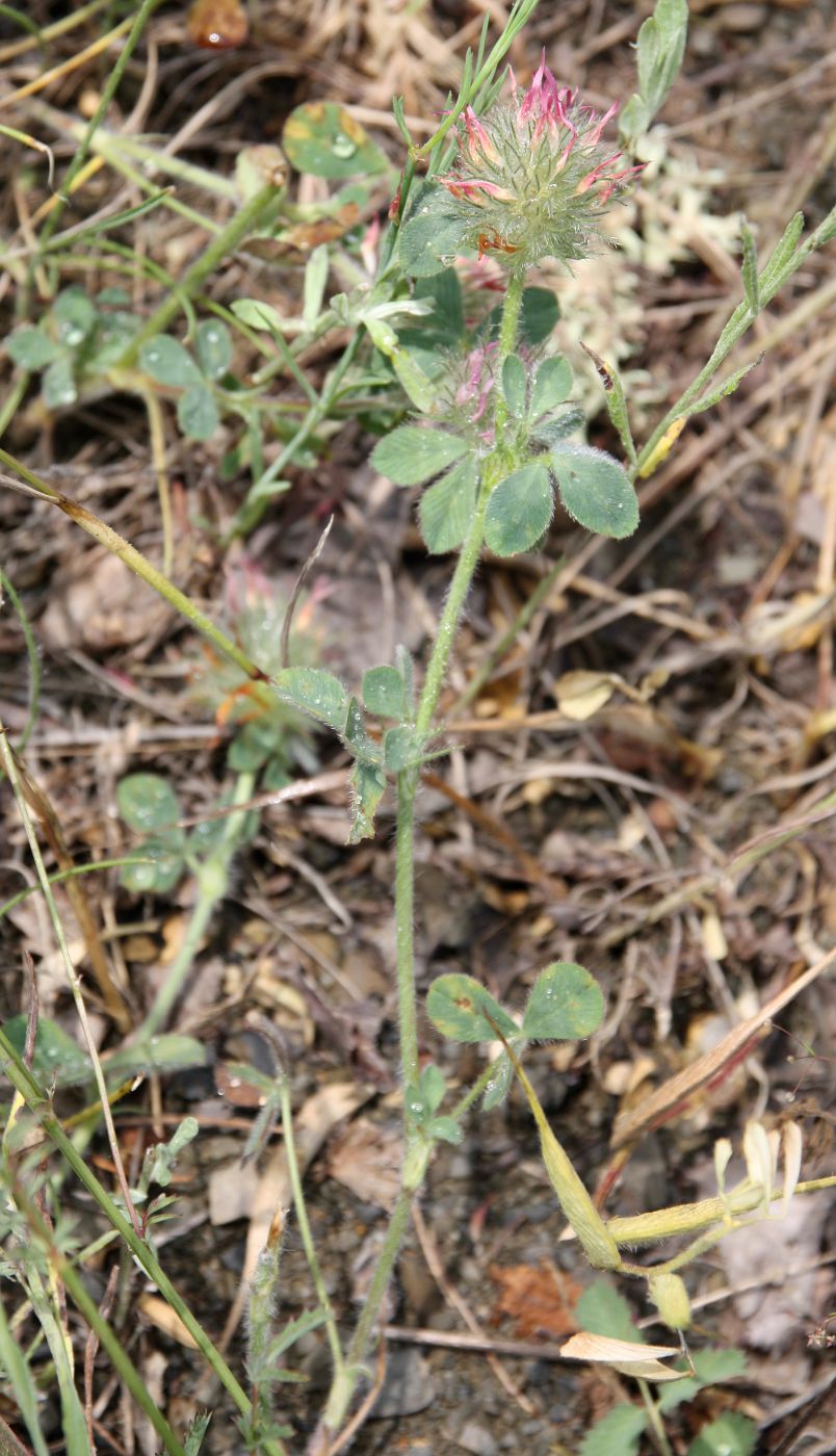 Image of Trifolium hirtum specimen.
