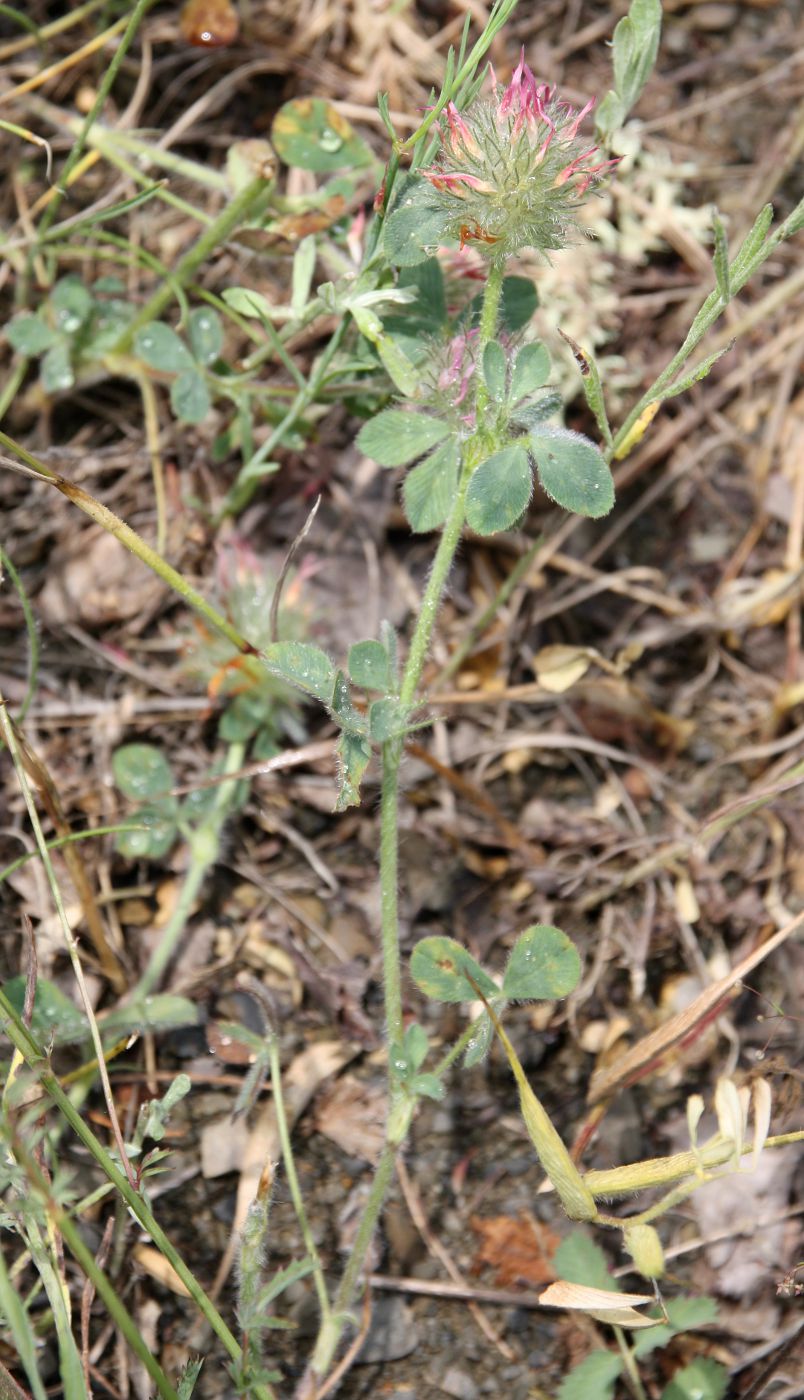 Изображение особи Trifolium hirtum.