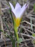 Romulea bulbocodium