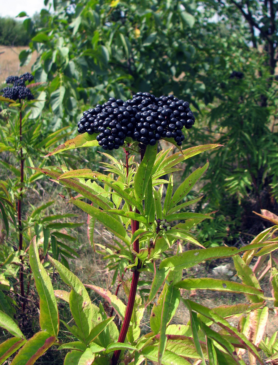 Изображение особи Sambucus ebulus.